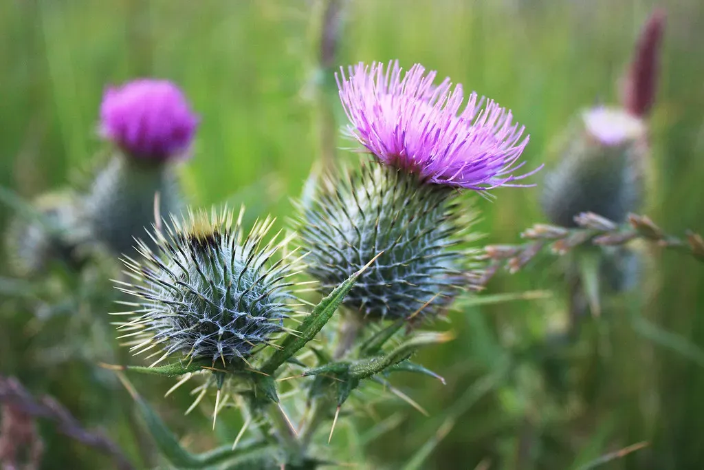 #7 Thistles and Other Spiny Pioneers: Defense Specialists on Damaged Ground (Nick Bramhall, Flickr, CC BY-SA 2.0)
