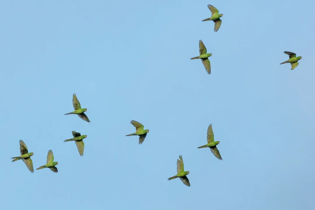 What Multiple Origins of Flight Tell Us About Life’s Possibilities (Image Credits: Unsplash)