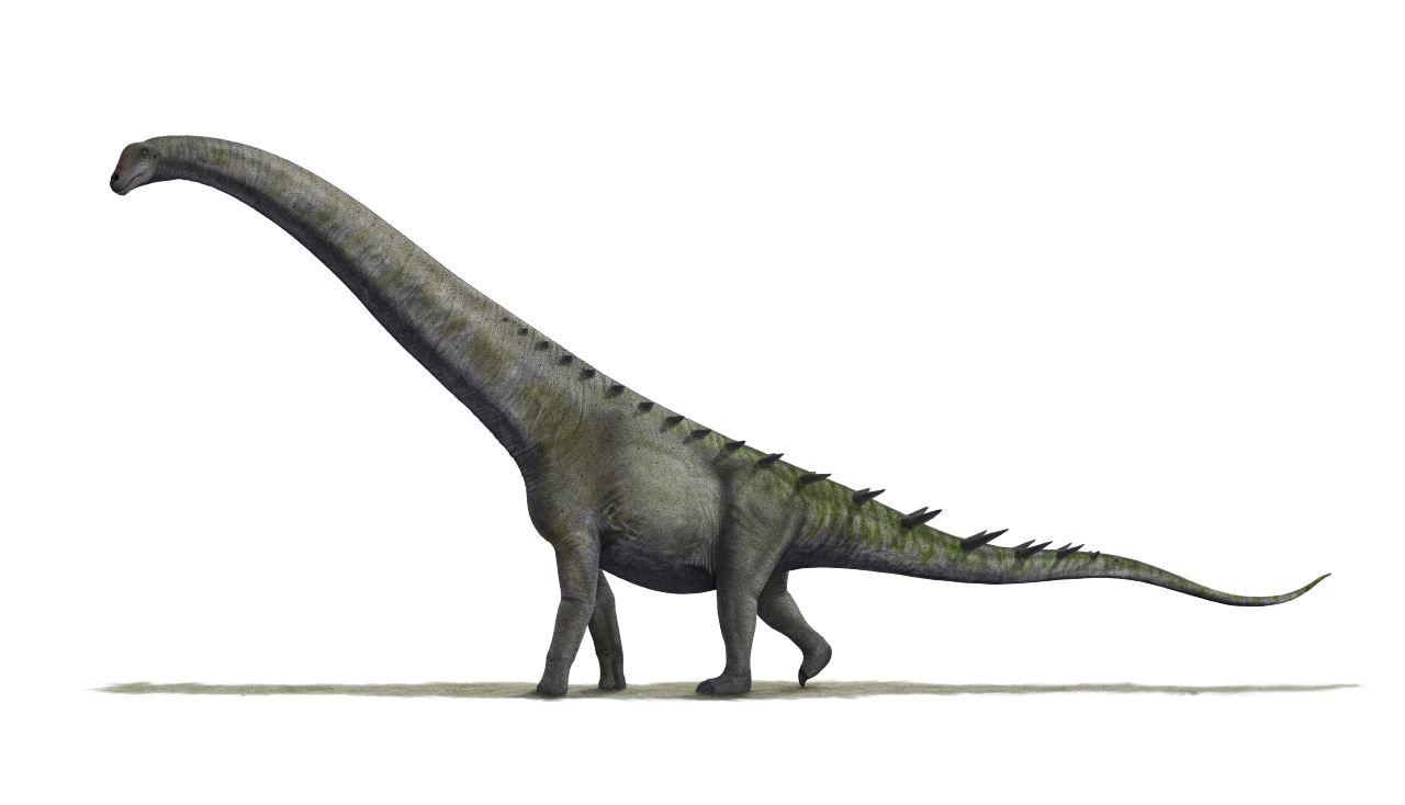 Futalognkosaurus dukei - The Giant Chief Lizard (Image Credits: Wikimedia)