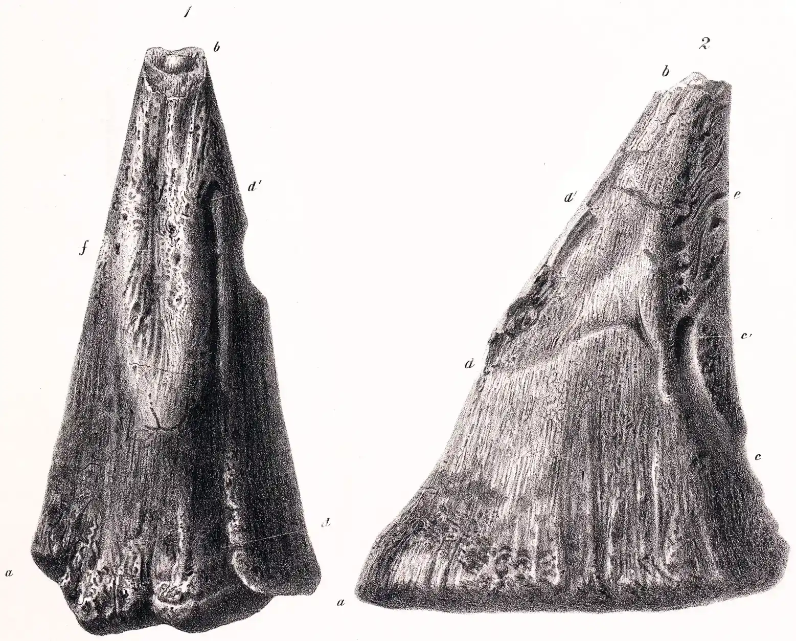 #10 - Iguanodon's "Nose Horn" Was Actually a Thumb (By Jos. Dinkel, Public domain)