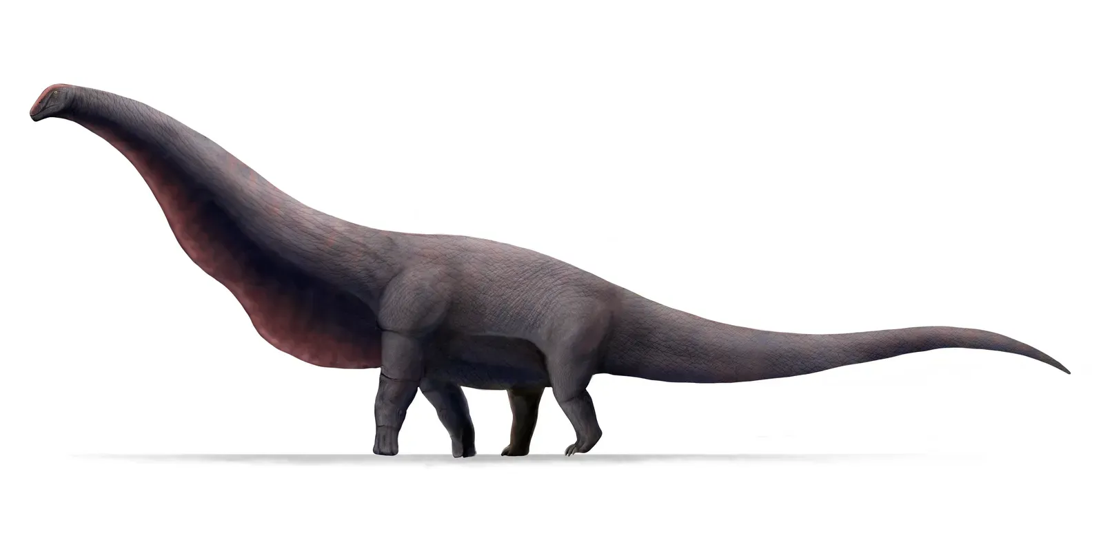 #1 - Bruhathkayosaurus matleyi: The Possibly-Biggest Dinosaur Ever, Washed Away By a Monsoon (By Ansh Saxena, CC BY-SA 4.0)