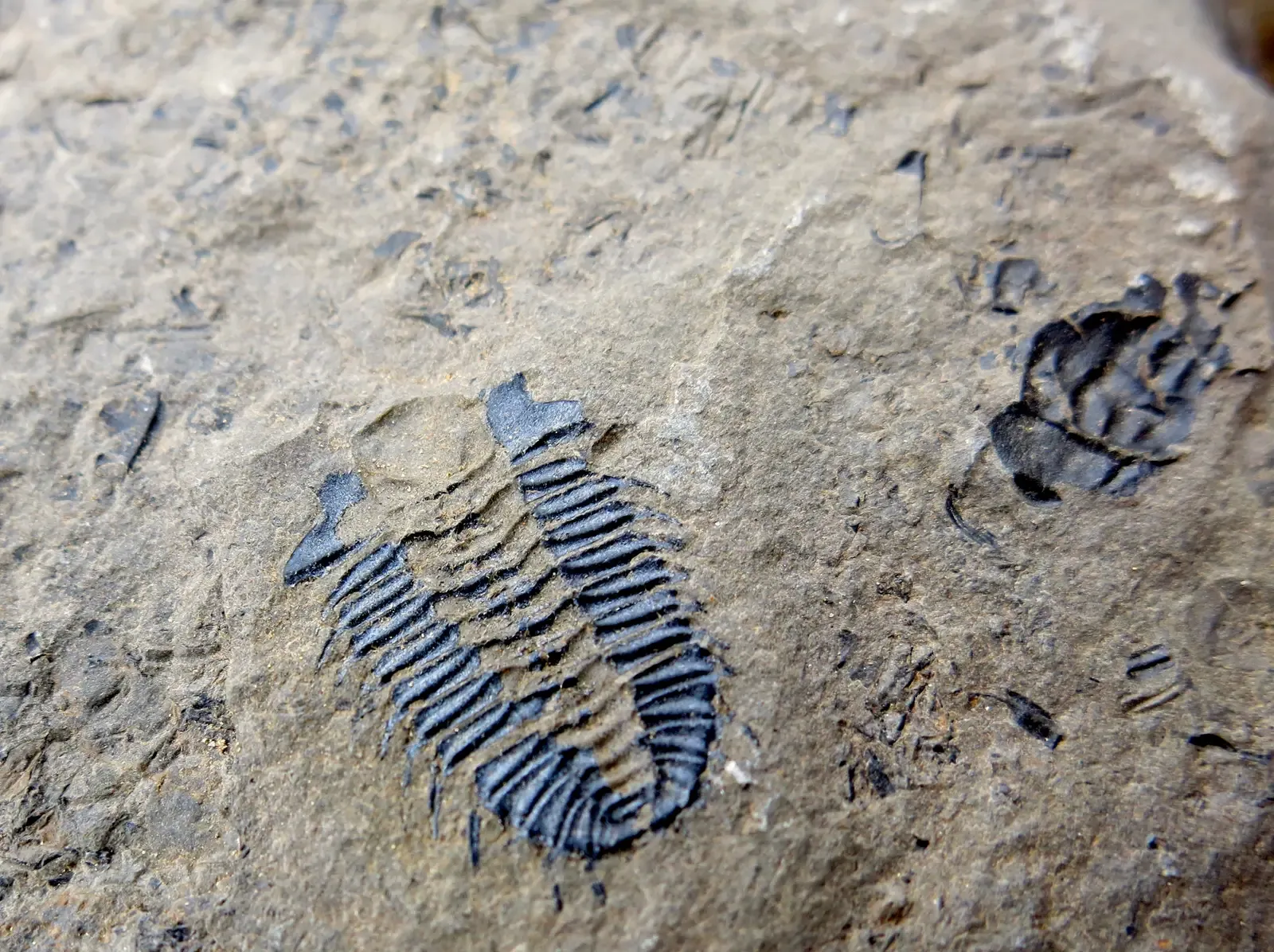 #1 - It Proved the Cambrian Explosion Was Real, Not a Fossil Record Illusion (By Edna Winti, CC BY 2.0)