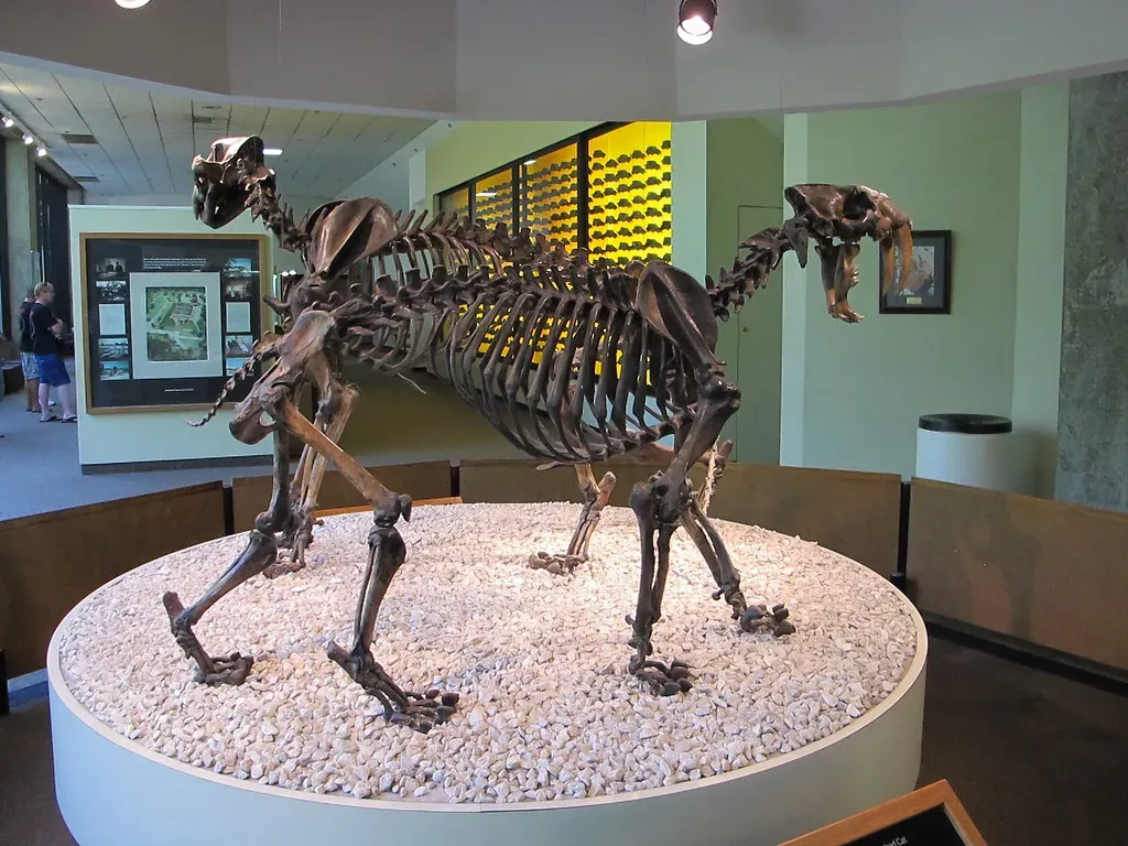 8. Their extinction story is tragedy, not redemption (Ed Bierman, Flickr, CC BY 2.0)