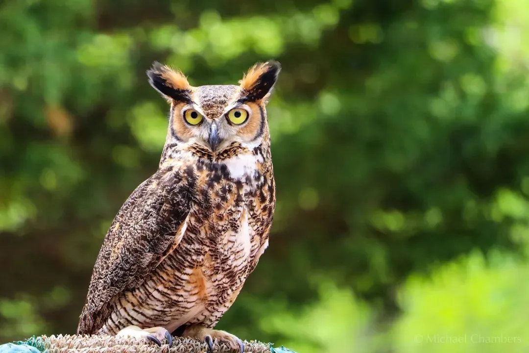 #7 - Great Horned Owls Are Public Enemy Number One for Barred Owls (Image Credits: Unsplash)
