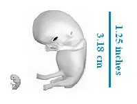 Embryos Briefly Reveal Our Hidden Tail (Own work by uploader using images already uploaded to Wikimedia Commons, CC BY-SA 3.0)