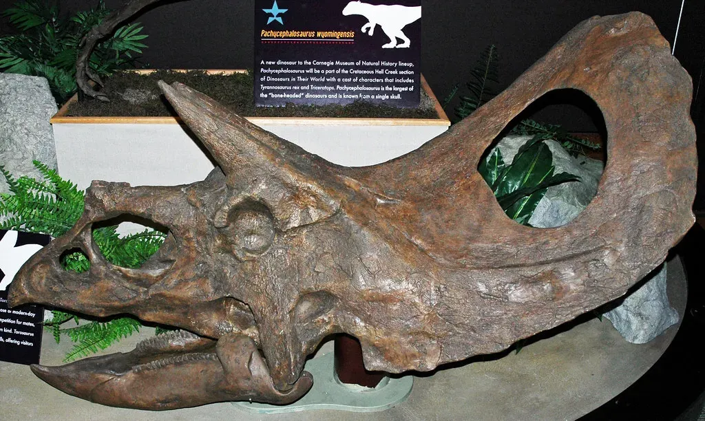 #9 - Torosaurus, the Giant-Frilled Dinosaur That May Just Be an Old Triceratops (James St. John, Flickr, CC BY 2.0)