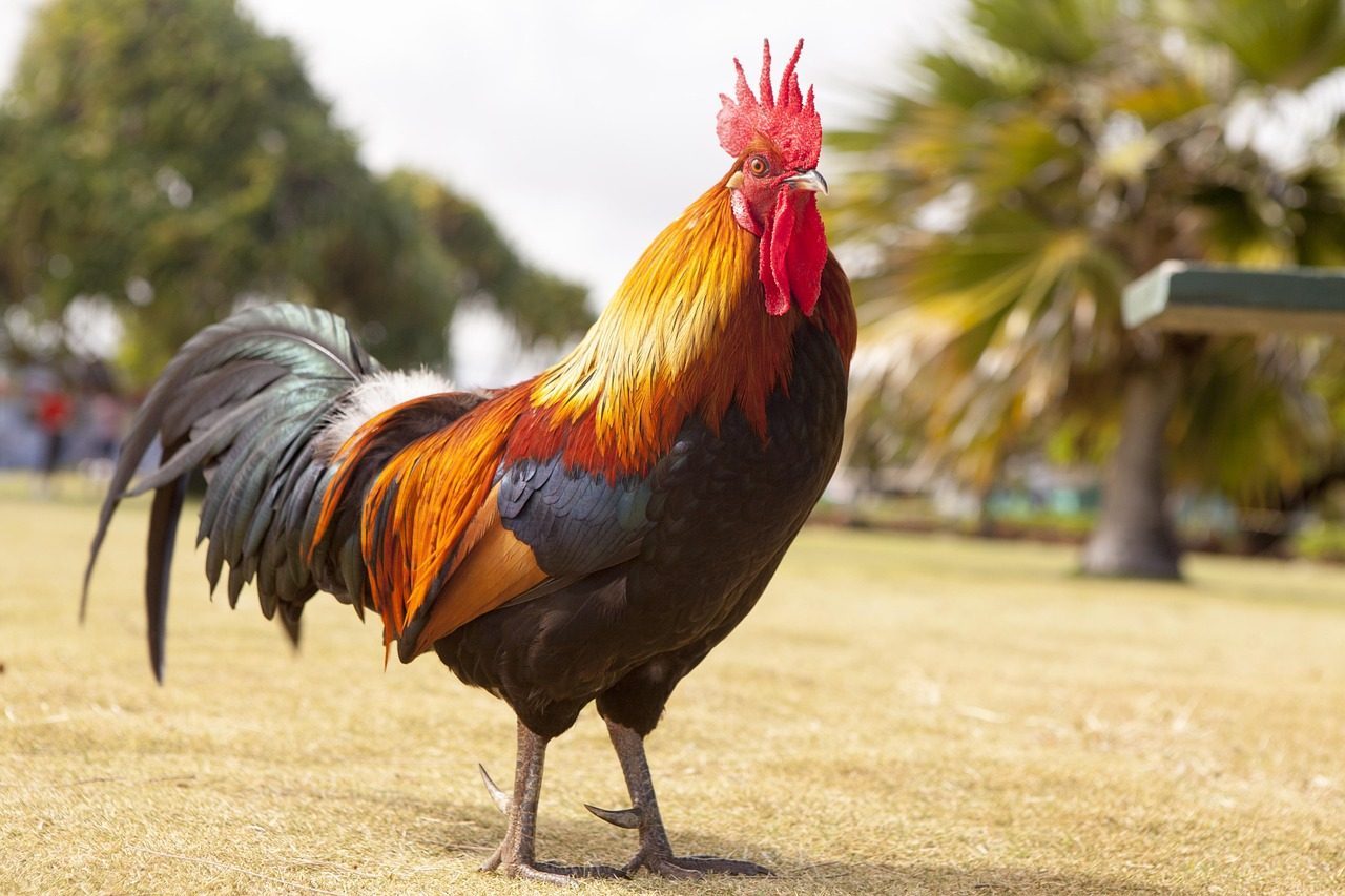 The Rooster: Your Confident and Dedicated Match (Image Credits: Pixabay)
