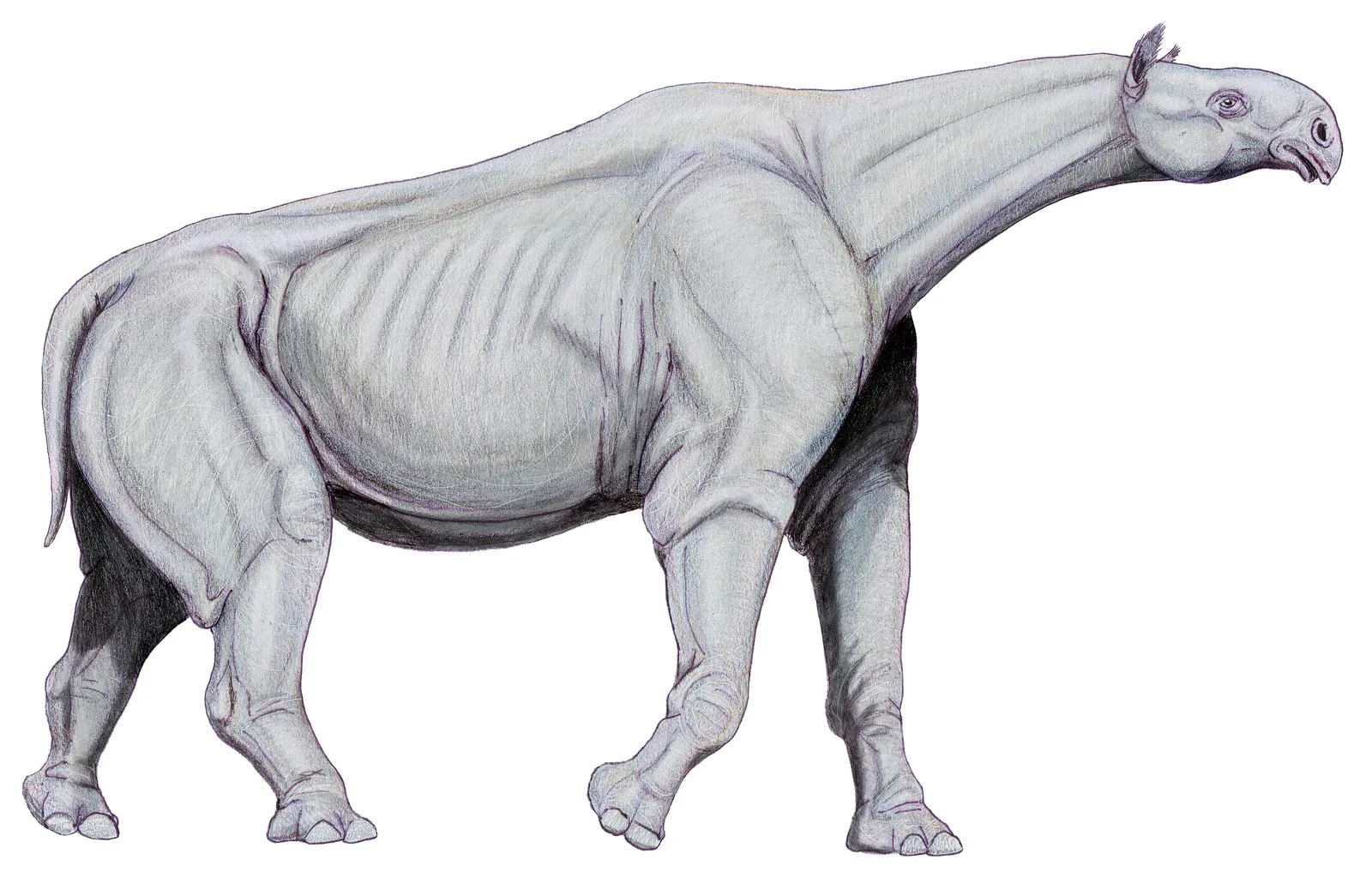 Paraceratherium: The Hornless Rhino That Dwarfed Elephants (Image Credits: Wikimedia)