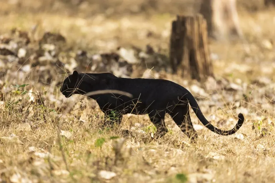 Scorpio: The Panther Within the Scorpion (Image Credits: Pexels)