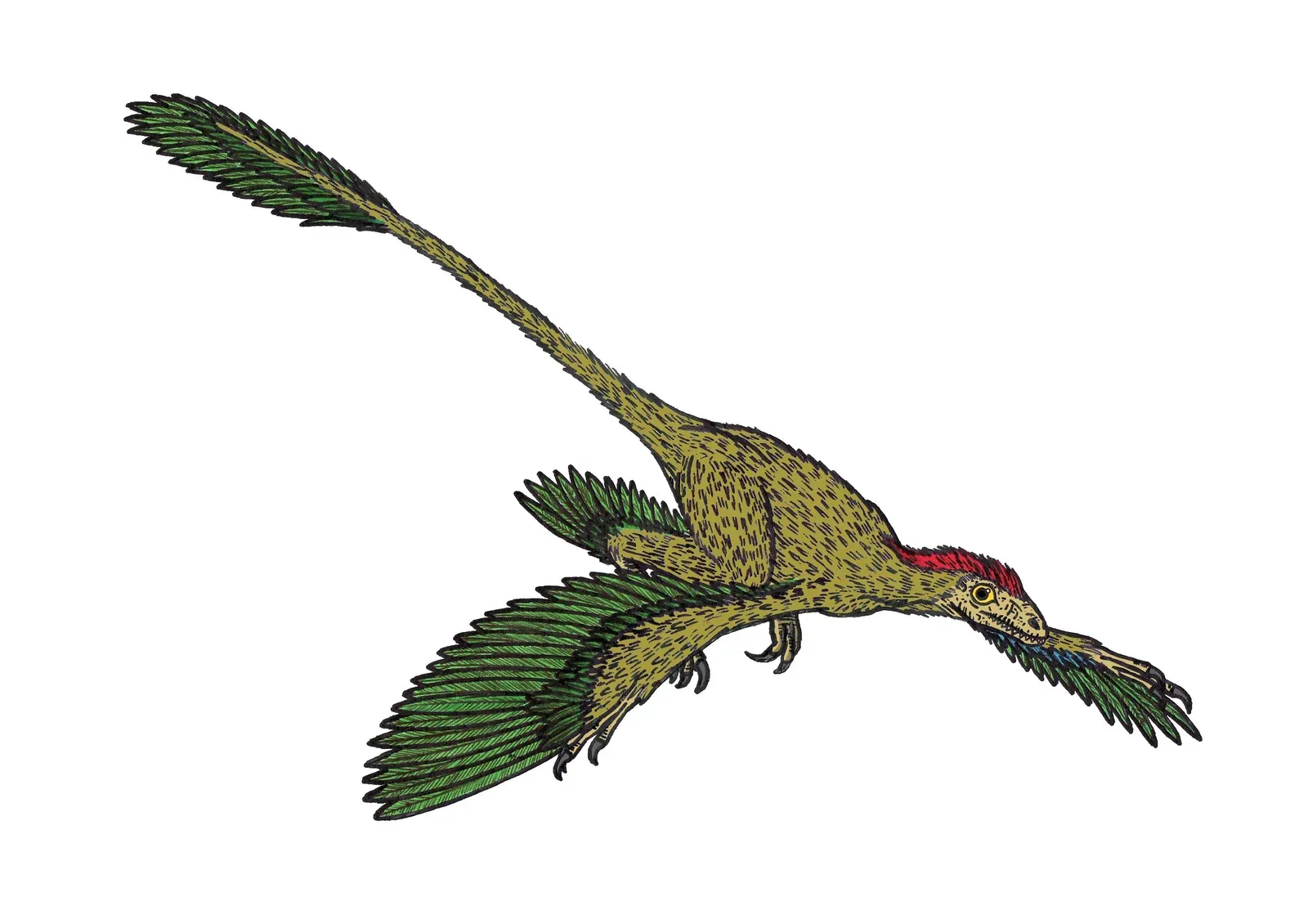 3. Feathers Were Originally for Display, Not for Flight (Image Credits: Wikimedia)