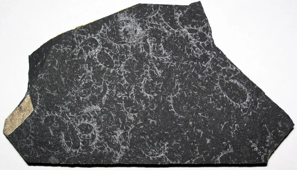 2. Prehistoric Plankton Rewired the Planet’s Carbon and Climate (James St. John, Flickr, CC BY 2.0)