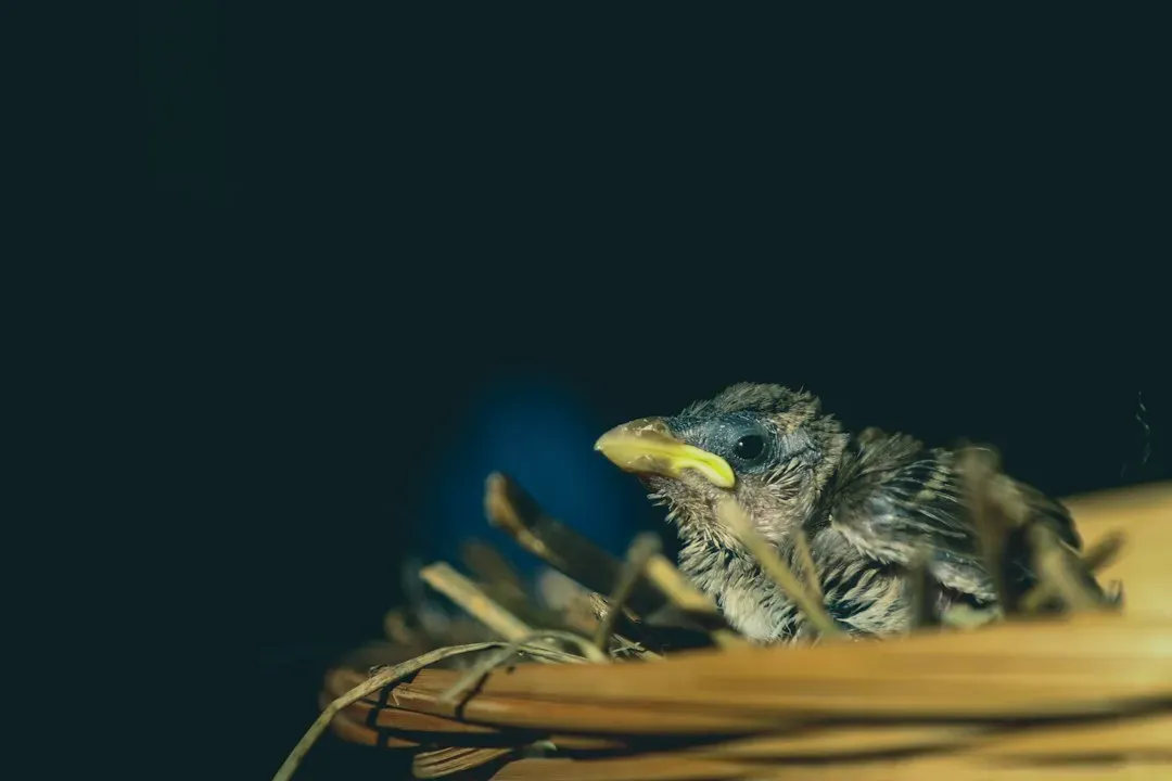 #3 A Nest Hidden Inside a Store Sign or Neon Letter (Image Credits: Unsplash)