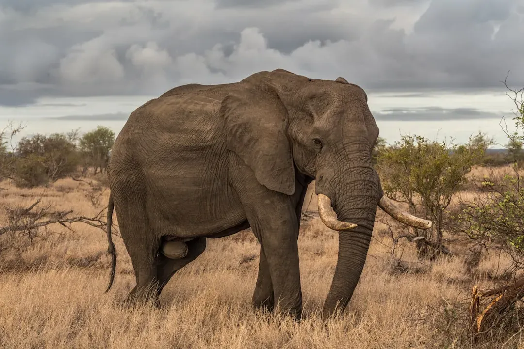 #3 - Whole Elephants Used to Be Dinner (Image Credits: Unsplash)