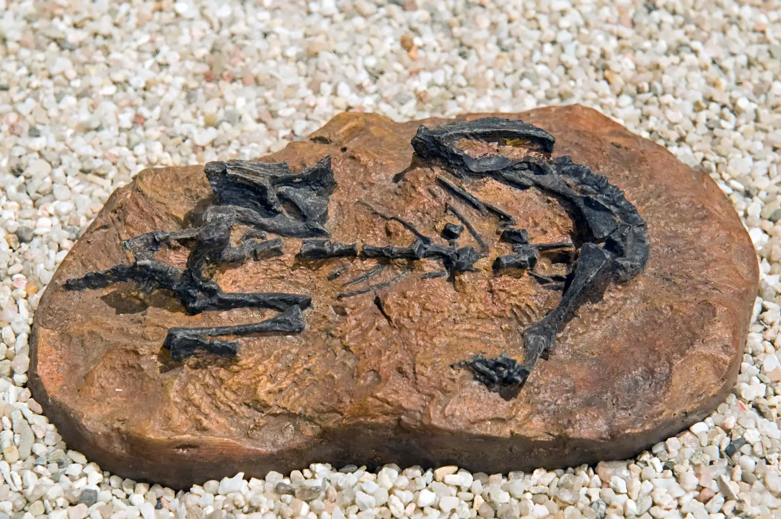 The Oldest Known Dinosaur Herd: 193 Million Years Ago (Image Credits: Wikimedia)