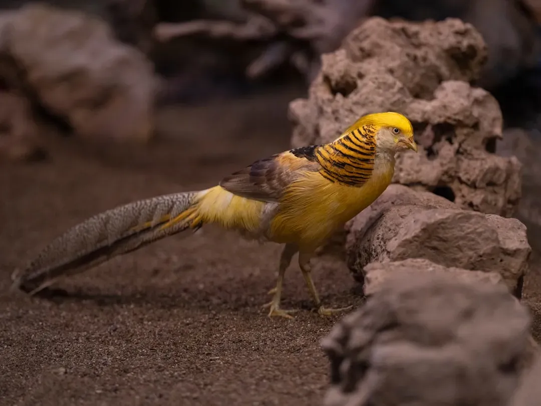 Birds as Living Blueprints: The Phylogenetic Bracket Method (Image Credits: Unsplash)