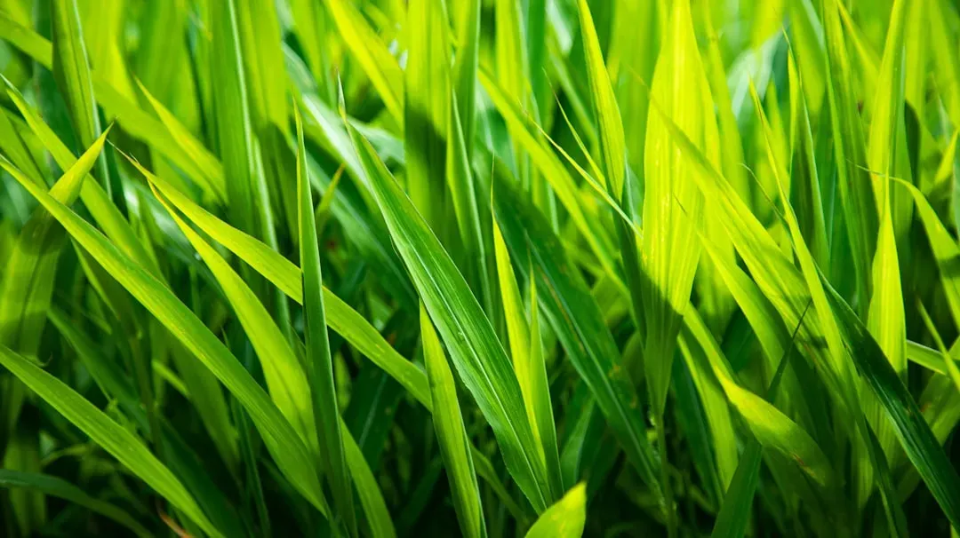 May: Bud Green and Manifesting Prosperity (Image Credits: Unsplash)