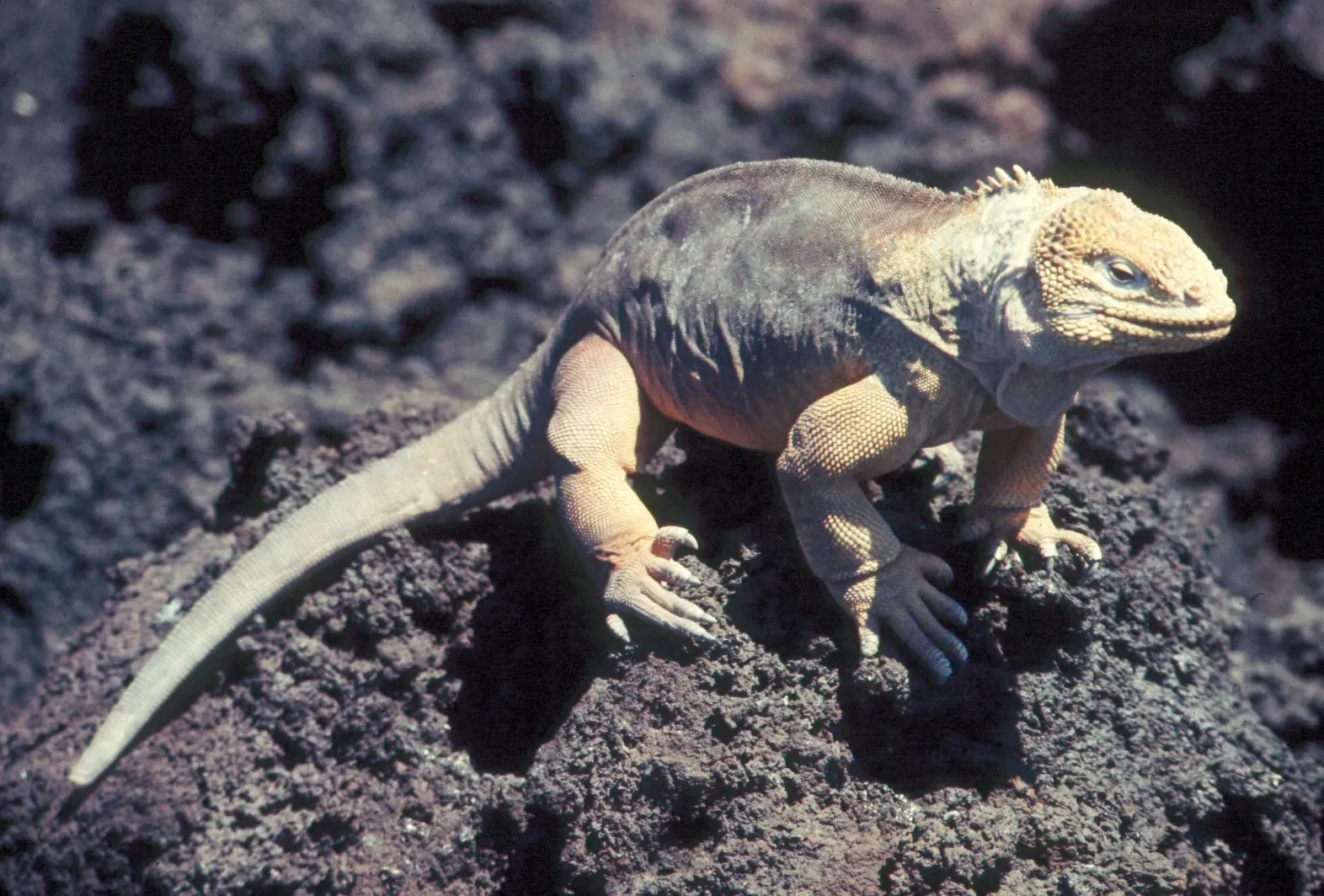 They Love the Cold and Hate the Heat (Image Credits: Wikimedia)