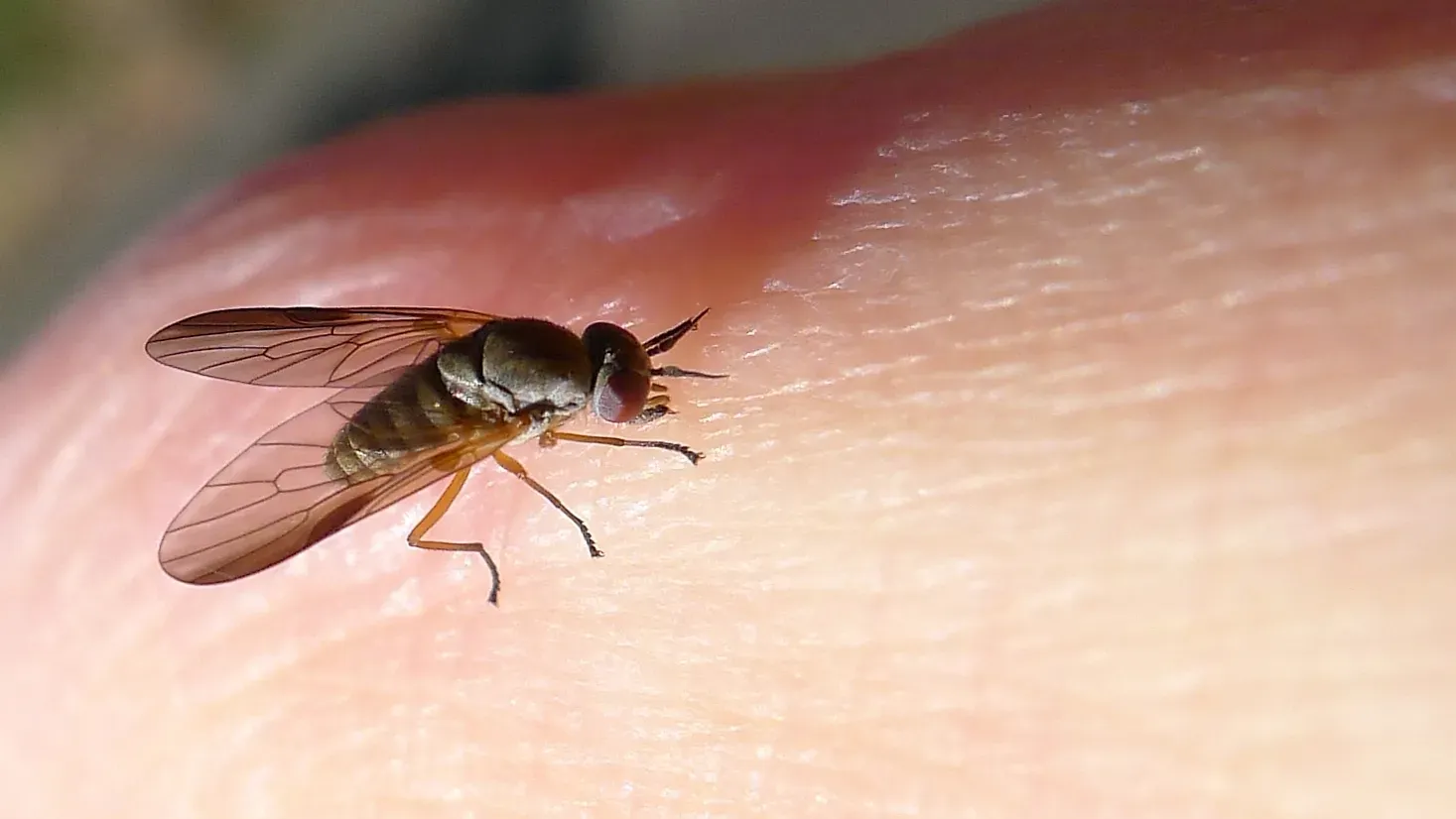 #10 - A Blood-Feeding Fly Waited a Century for Anyone to Notice (Biting Rhagionid fly, CC BY 2.0)