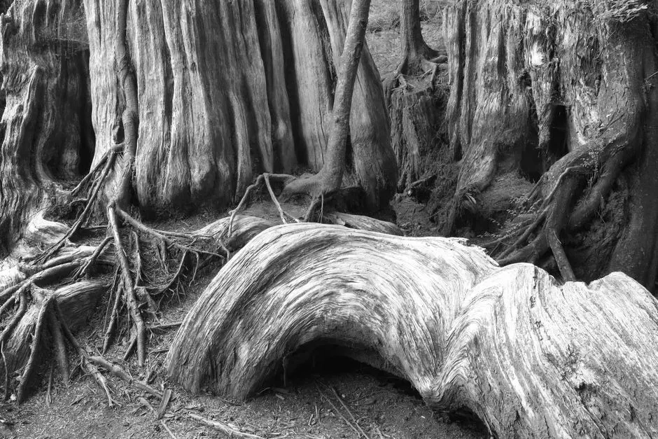 Conclusion: A Planet Haunted by Its Own Forests (Image Credits: Pexels)
