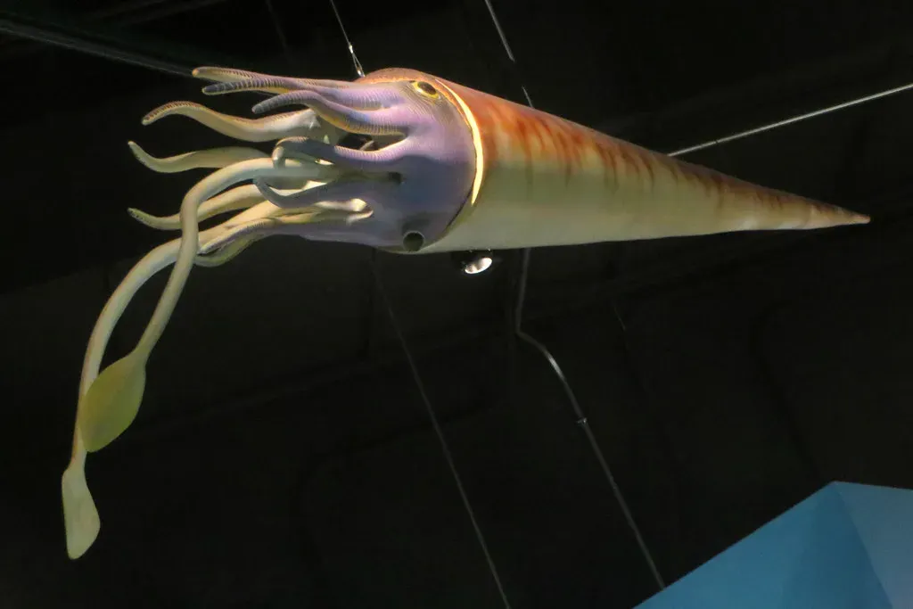 Cameroceras: The Straight-Shelled Giant of the Ordovician (Image Credits: Flickr)