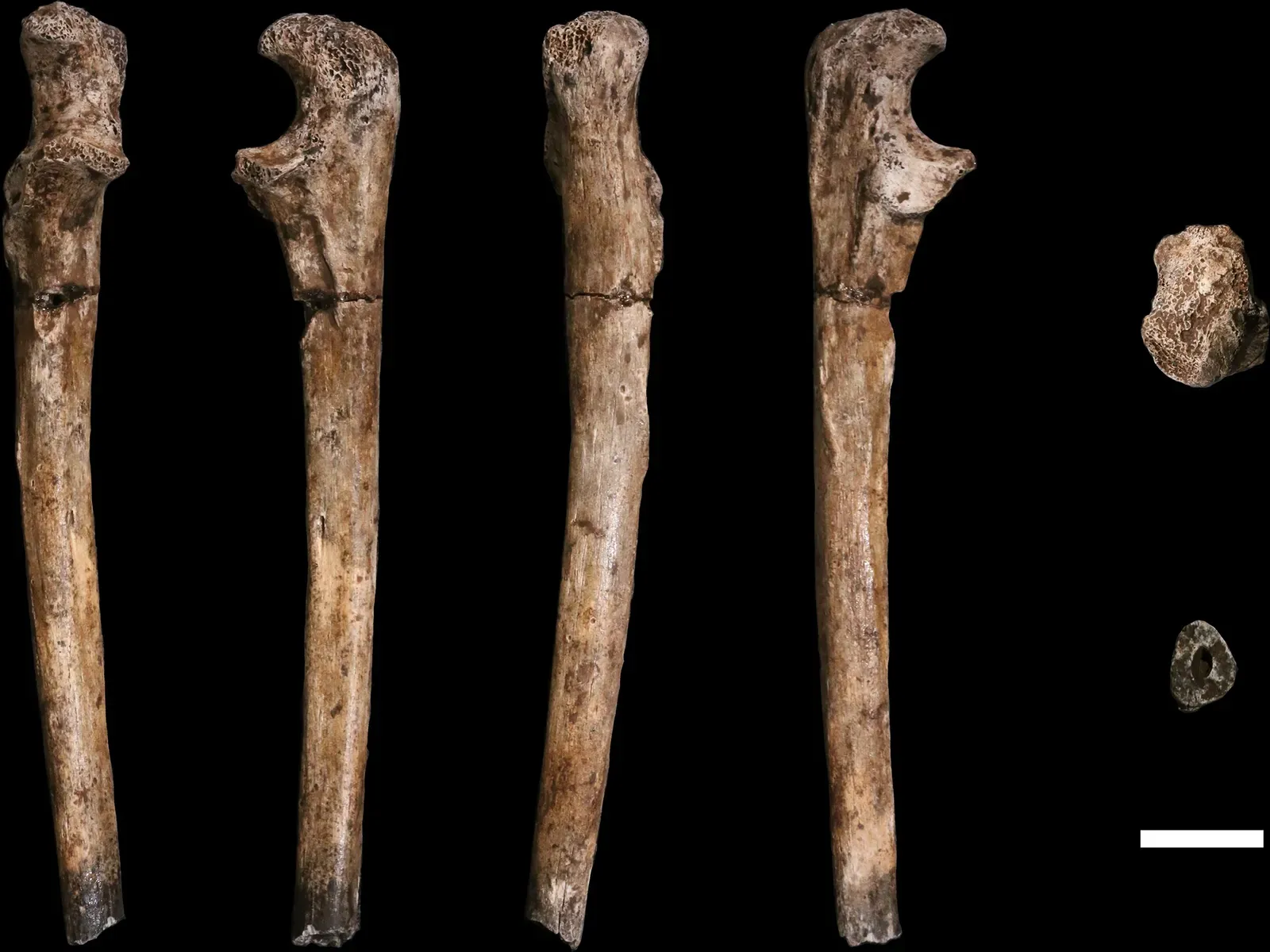 #7 - The Bitter Feud Over Whether Homo naledi Buried Its Dead at All (Hawks et al. (9 May 2017). "New fossil remains of Homo naledi from the Lesedi Chamber, South Africa". eLife 6. DOI:10.7554/eLife.24232., CC BY 4.0)