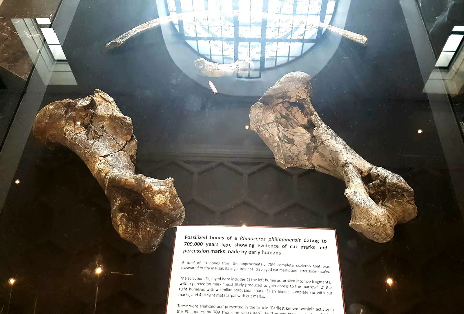 The earliest upright-walking hominins: what the fossils actually tell us (By Darwgon0801, CC BY-SA 4.0)