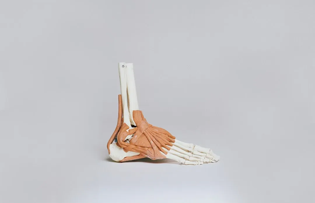 The Hidden Hardware: Unique Human Anatomy That Makes Long‑Distance Running Possible (Image Credits: Unsplash)