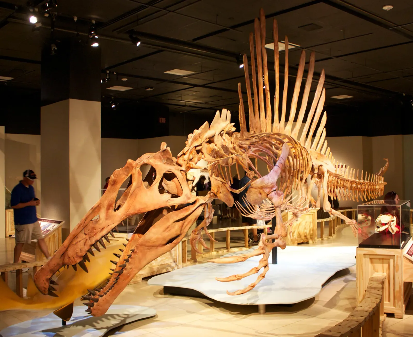 2. Spinosaurus: The First Dinosaur That Could Actually Swim (Image Credits: Wikimedia)