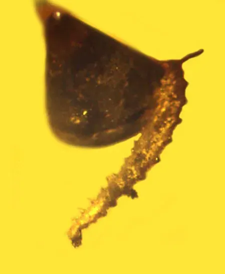 #10 - The "Winged Worm" Larva That Breaks the Rulebook (Fossil Fleshy Fungi (“Mushrooms”) in Amber, Fungal Genomics and Biology 2016, 6:2. DOI: 10.4172/2165-8056.1000142, CC BY 2.5)