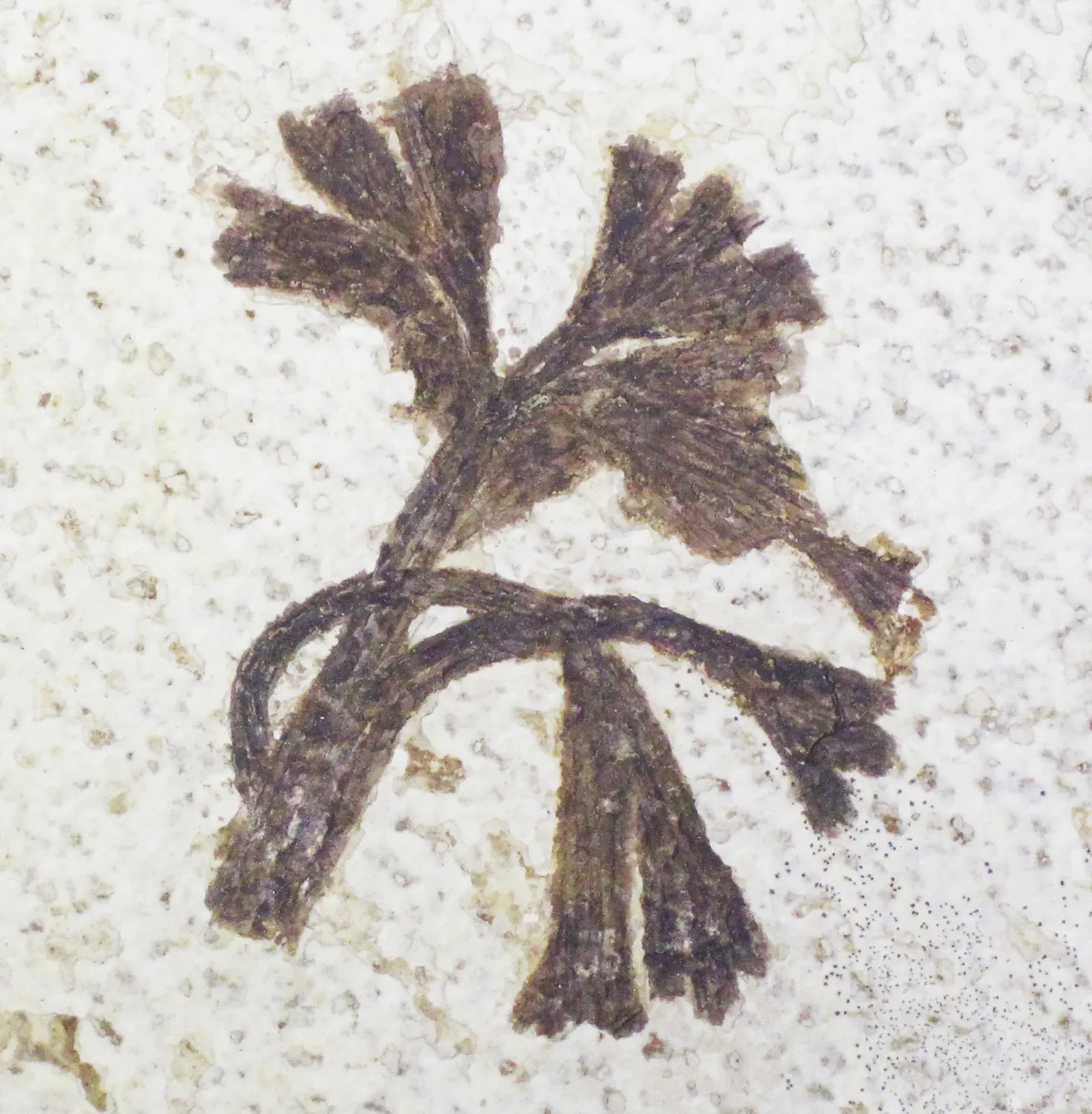 Toxic Flowering Plants That May Have Poisoned The Giants (Image Credits: Wikimedia)