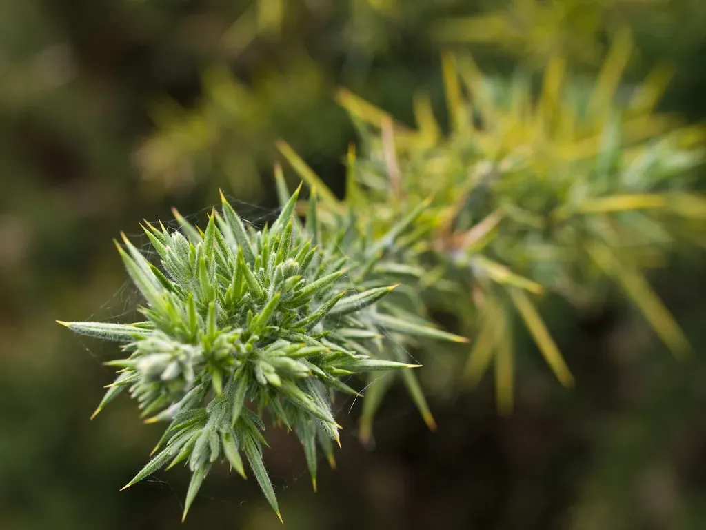 Plants That Fought Back: How Vegetation Drove Defensive Adaptations (Image Credits: Flickr)