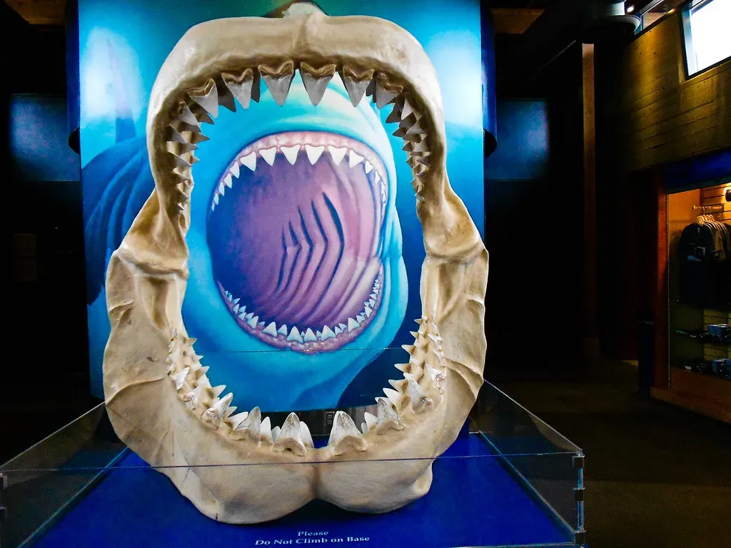 Global Domination: Where Megalodon Ruled the Seas (Image Credits: Flickr)