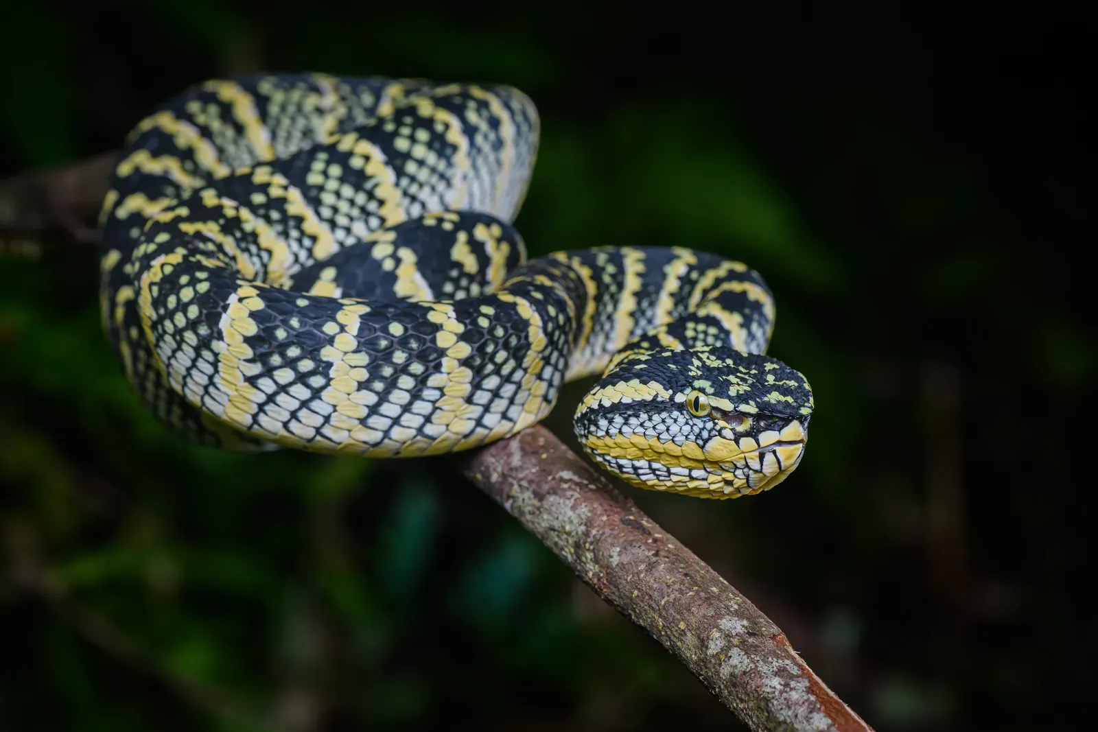 #7 - Snake Infrared Vision: A "Heat Image" Without Eyes (Tropidolaemus wagleri, Wagler's palm pit viper - Takua Pa District, Phang-nga Province, CC BY-SA 2.0)