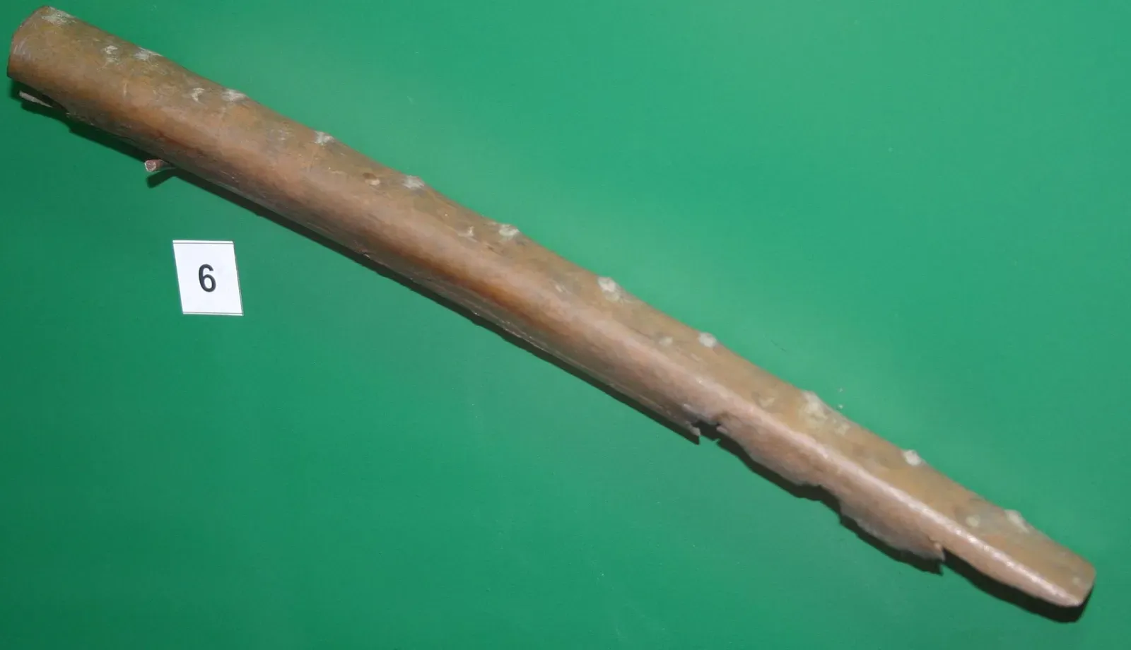 The Evidence: Ancient Bones, Suspicious Holes, and Heated Debates (By Jonathan Cardy, CC BY-SA 3.0)