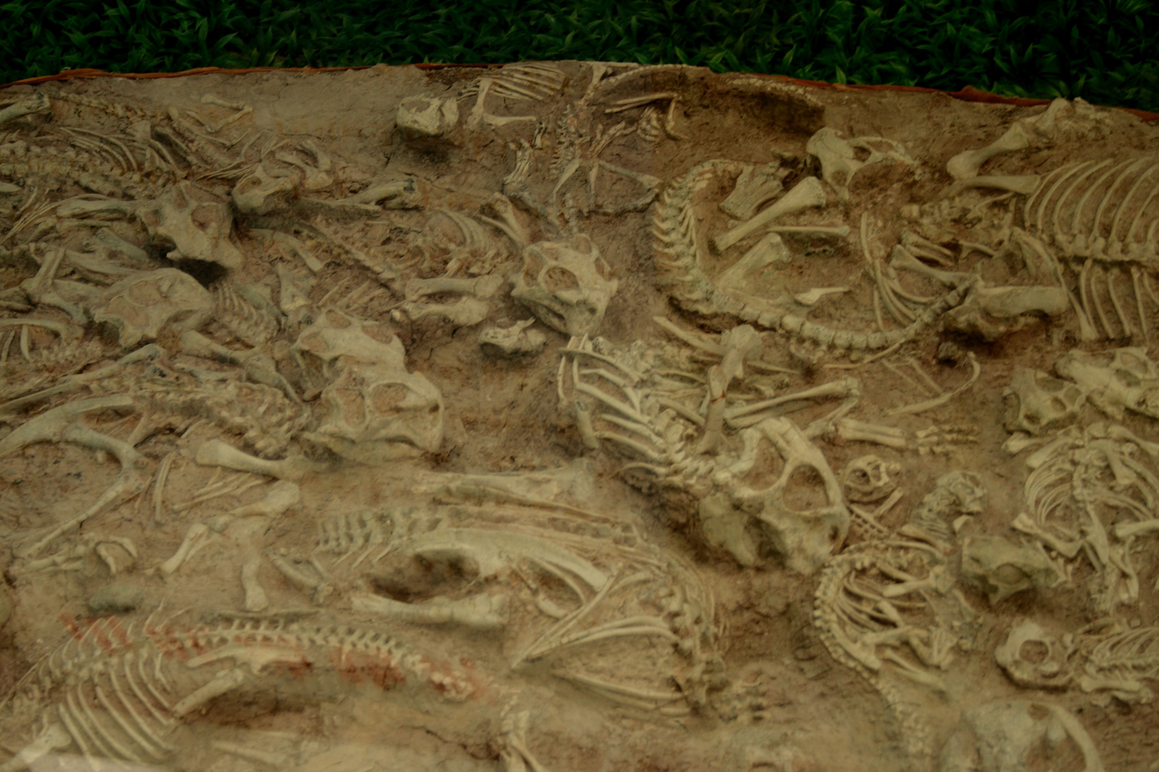 Recent Fossil Discoveries Paint a Vivid Picture (Image Credits: Wikimedia)