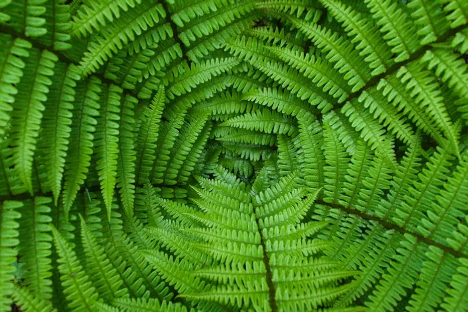 Ferns: The Oldest Survivors in the Understory (Image Credits: Pexels)