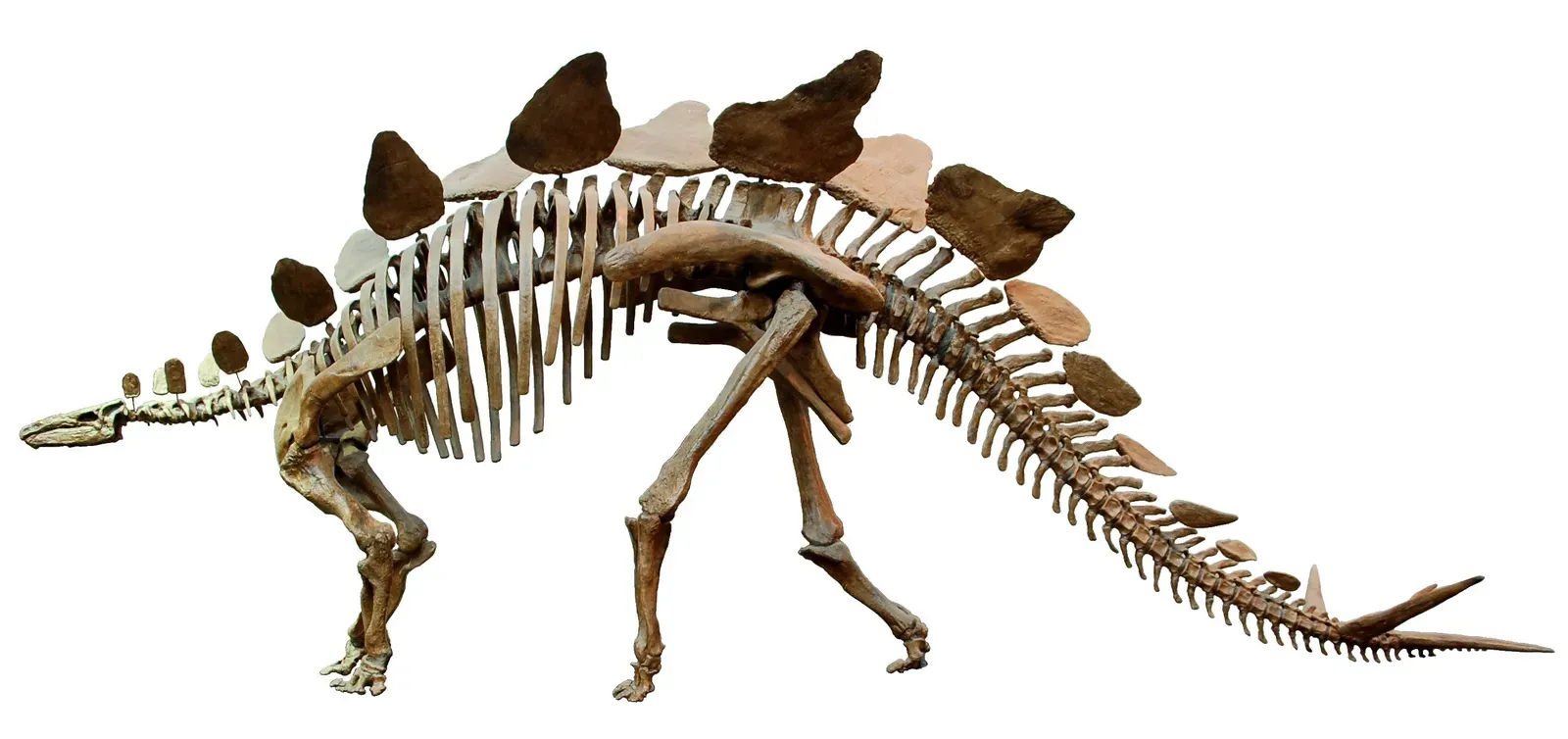 #20 - Stegosaurus Had a Secret Twin Called Diracodon (EvaK, CC BY-SA 2.5)