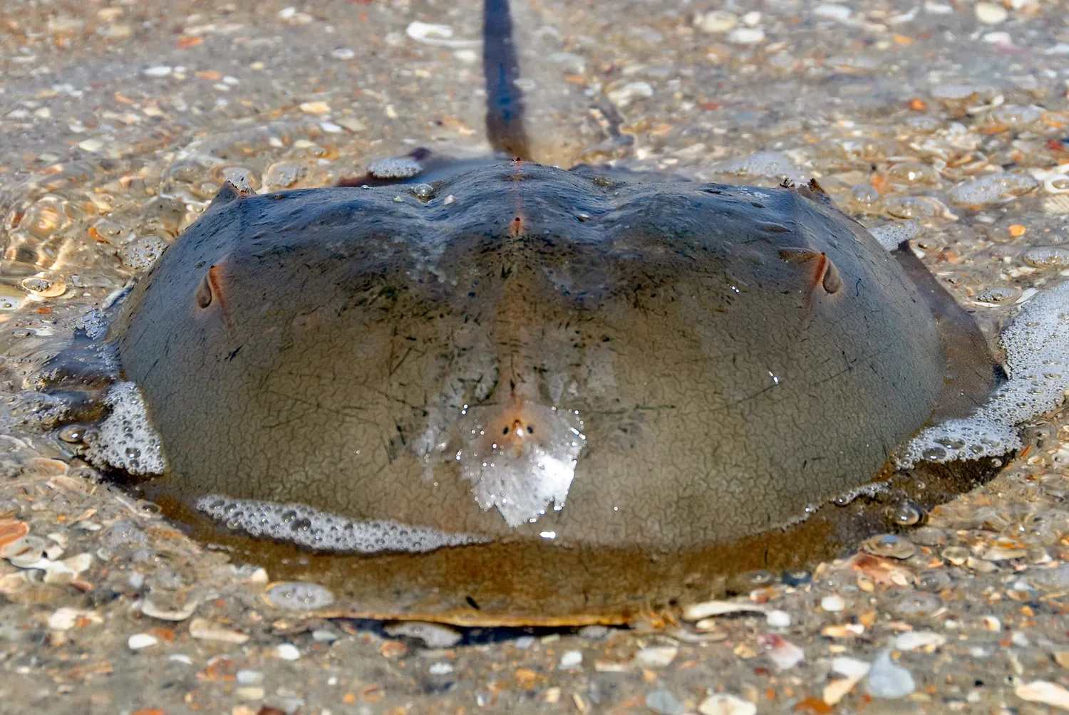 Not a Living Fossil, but a Living Success Story (Atlantic horseshoe crab (Limulus polyphemus), CC BY-SA 2.0)