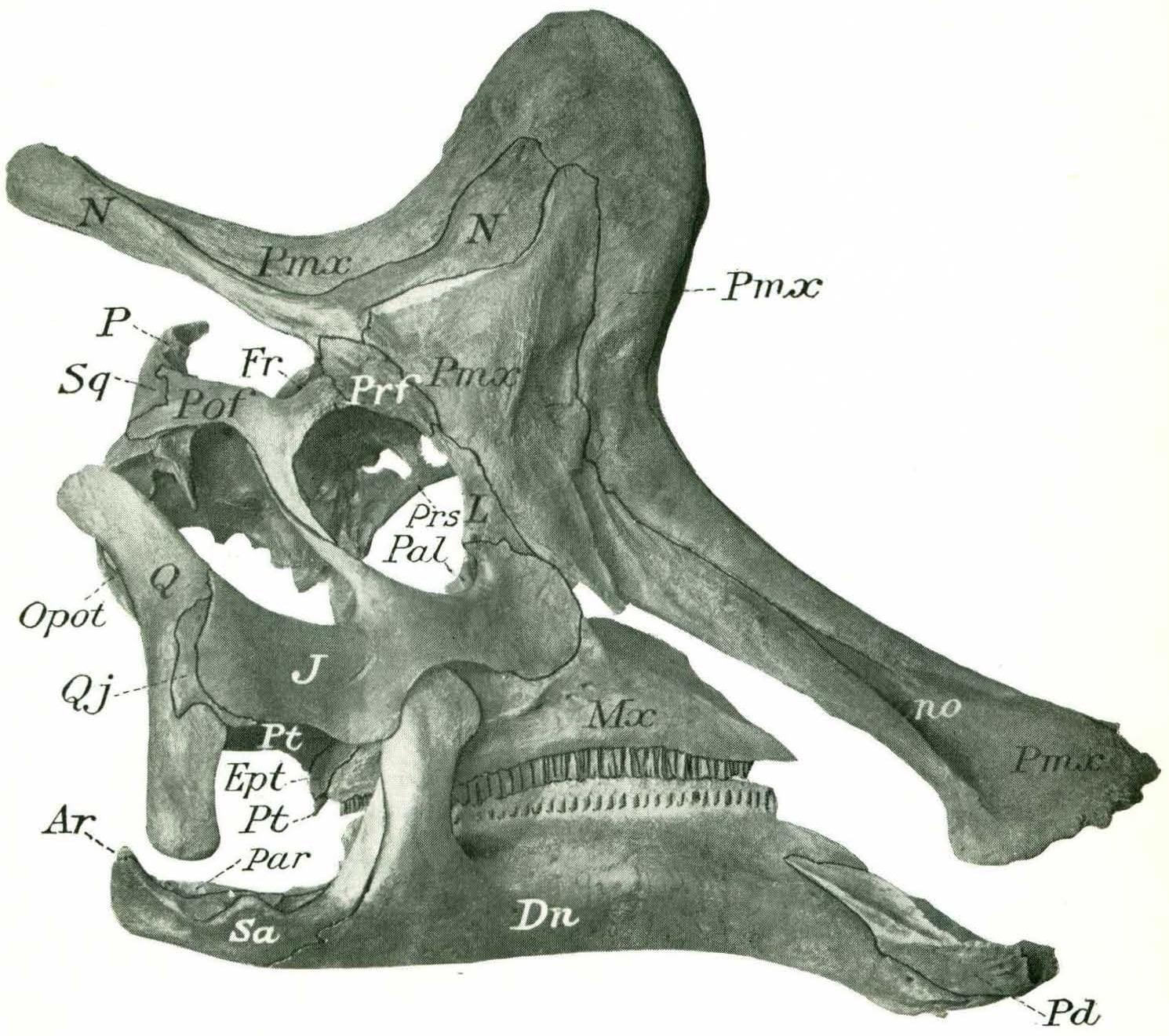 Cranial Crests With Built-In Sound Systems (Image Credits: Wikimedia)