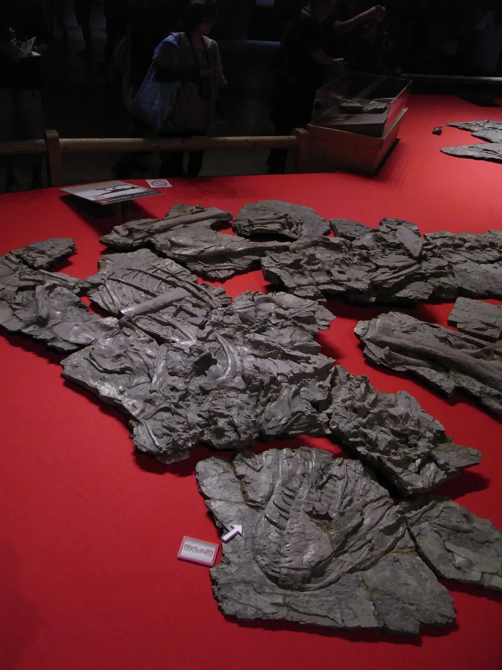#18 - The "Giant" Feathered Tyrant Built From Partial Bones (フアリンの骨, CC BY-SA 2.0)