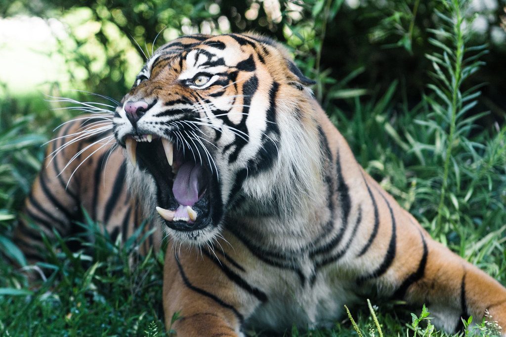 The Tiger: Explosive and Dangerously Volatile (Image Credits: Flickr)