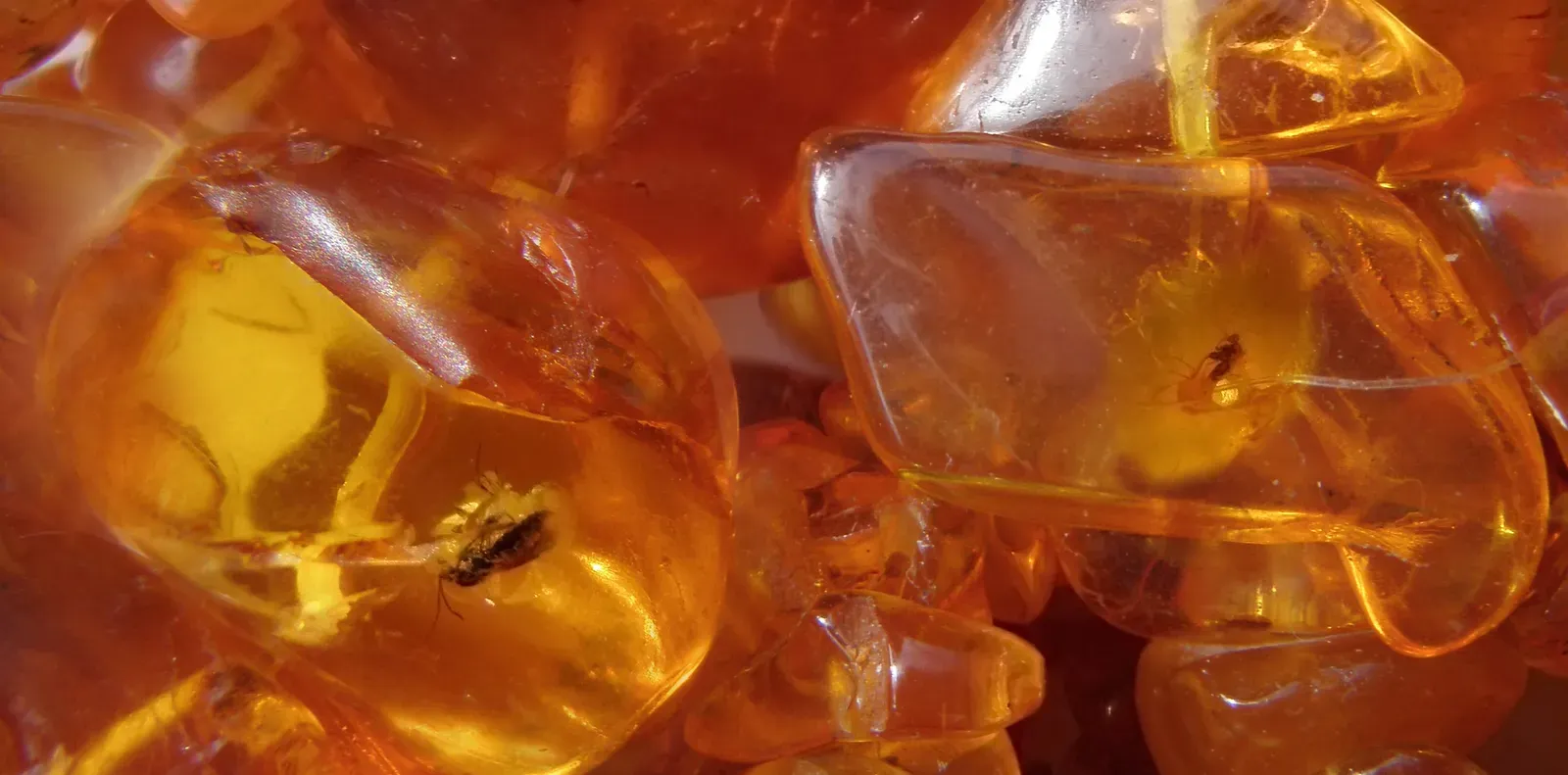 #20 – The Insect Locked in Amber With Plants That "Weren't There Yet" (By Brocken Inaglory, CC BY-SA 3.0)