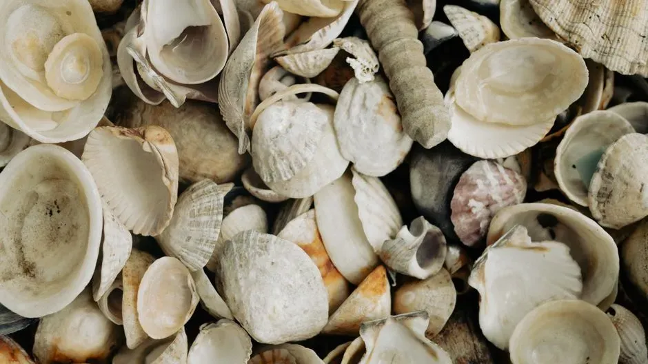 1. Exotic Shells Carried Hundreds of Miles from the Sea (Image Credits: Pexels)