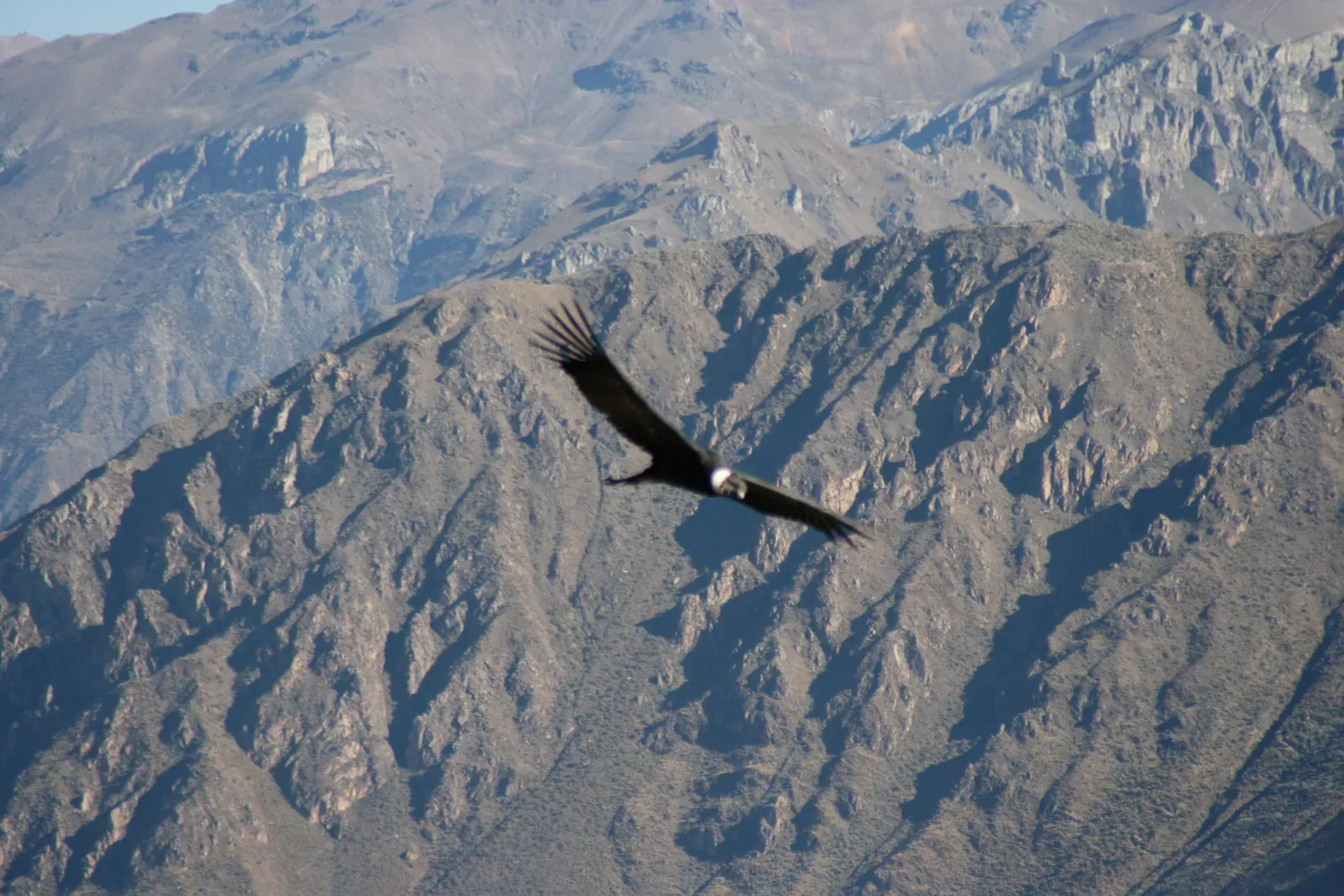 #12 - Posting the Lowest Flight-Energy Cost Ever Recorded in a Vertebrate (Flickr: a Condor in flight, CC BY-SA 2.0)