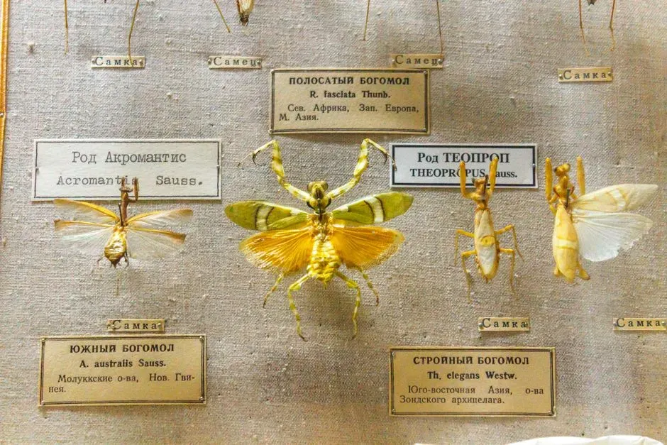 #9 - 115 New Species Found in One Small Patch of Singapore (Image Credits: Pexels)