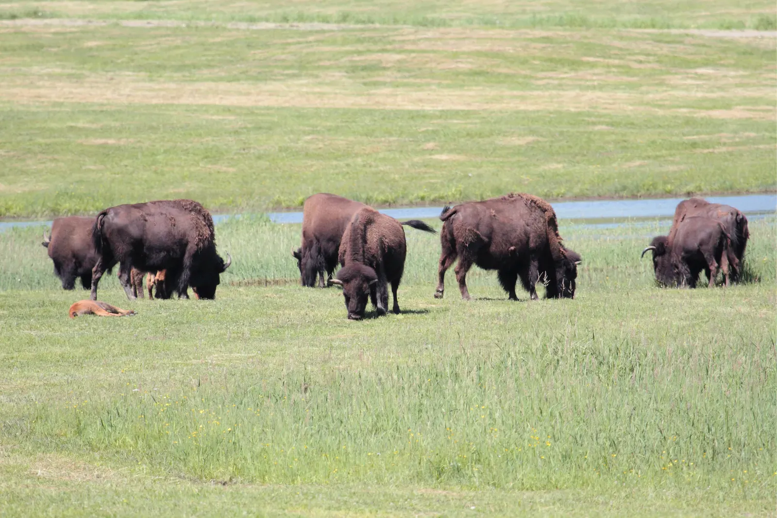#11 - Crashing to Roughly 325 Animals in the Entire Country (By Cephas, CC BY-SA 3.0)