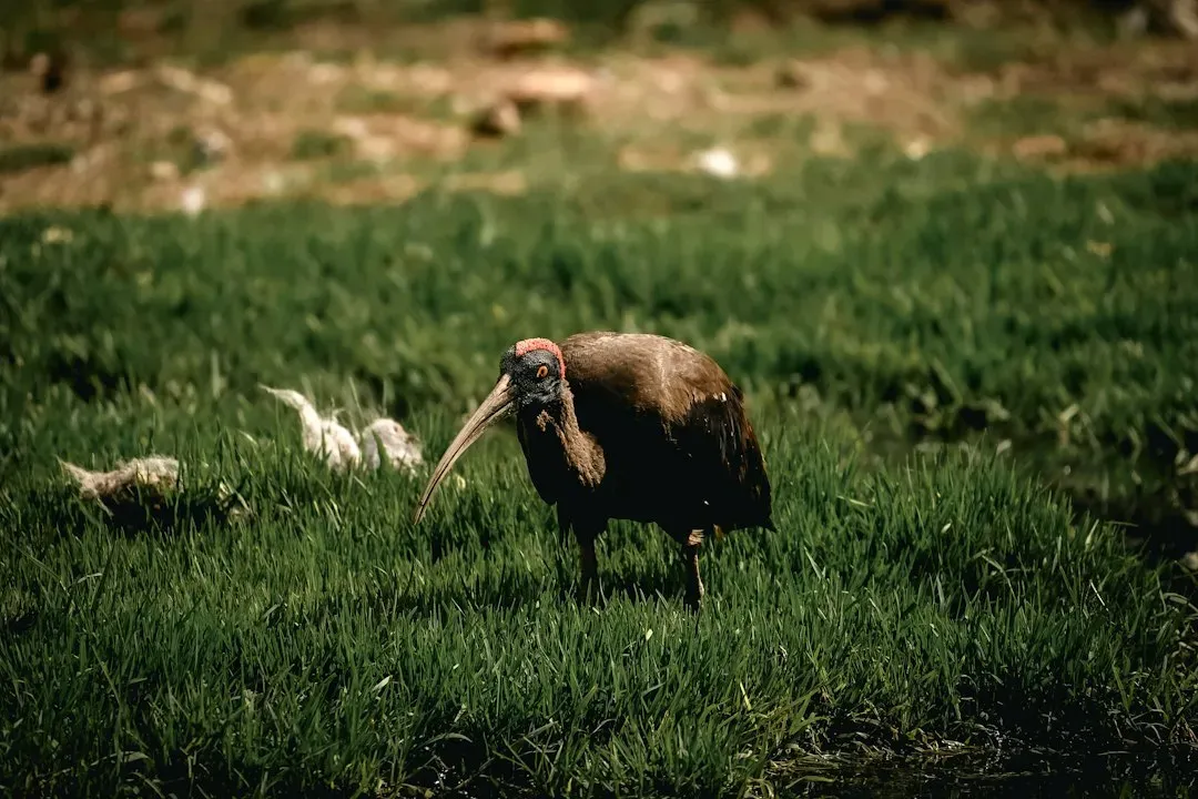 #6 Ground-Focused Senses and Behaviors That Flying Birds Softened (Image Credits: Unsplash)