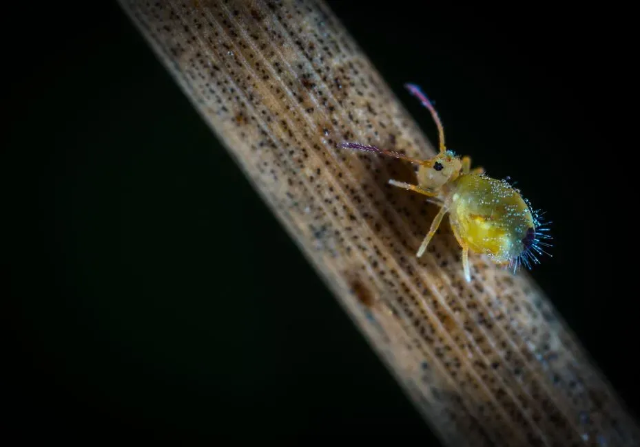 #7: Springtails and Tiny Jumpers – The Bark’s Little Acrobat Squad (Image Credits: Pexels)