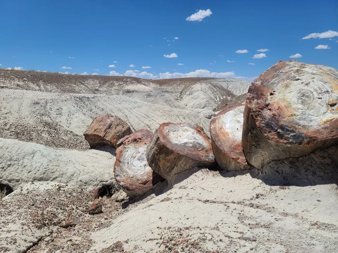 #13 - Antarctica's Instantly Petrified Forest (Image Credits: Unsplash)