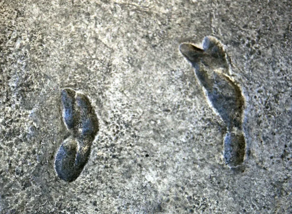 Laetoli Footprints Revealed After Erosion and Chance Observation (By Tim Evanson, CC BY-SA 2.0)